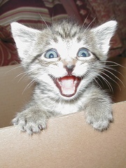 Unknowncat